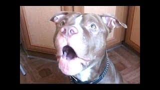 Funny Dogs Talking and Arguing With Their Humans Compilation