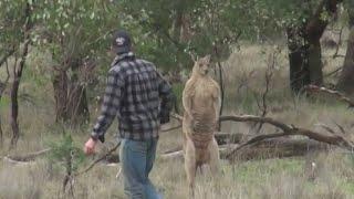 Man saves his dog from jacked kangaroo