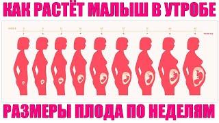 РАЗМЕРЫ ПЛОДА ПО НЕДЕЛЯМ БЕРЕМЕННОСТИ  Вес плода с 1 по 40 недели беременности