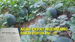 AGAR BUAH SEMANGKA CEPAT NGEMBANG GINI CARA MUPUKNYA PART #2