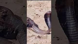 Mongoose vs Cobra until last breath #shortsvideo #shortsfeed #shortvideo #mongoose #cobra