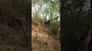 DICEGAT BANTENG DITENGAH HUTAN