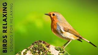 Nature Sounds & Forest Birdsong - Relaxing Bird Sounds Calms the Nervous System Work and Study