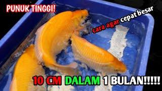 CARA MEMBESARKAN IKAN KOI DENGAN CEPAT 1 BULAN 10 CM#IKANKOI#CARAMERAWATIKANKOI#IKANKOIBESAR#