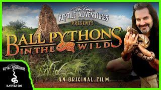 BALL PYTHONS IN THE WILD An Original Film