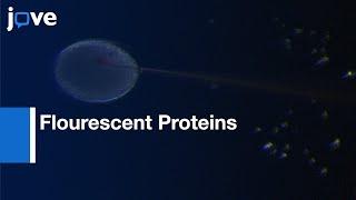 Flourescent Proteins Expression by mRNA Injection  Protocol Preview