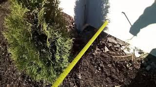 На каком расстоянии сажать Тую смарагдAt what distance to plant Thuja smaragd