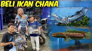 DITDIM BELI IKAN CHANA