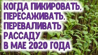 Когда пикировать пересаживать переваливать высаживать рассаду в мае 2020 года Агропрогноз для ого