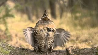 Male Ruffed Grouse Drumming