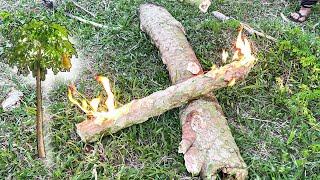 Terbaru Karbit pakai pohon pepaya