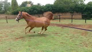 Horse Massage #2 Lunge