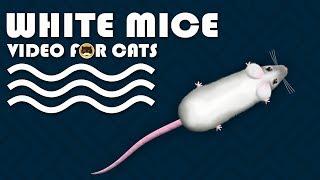 CAT GAMES - Catching White Mice Mouse Video for Cats to Watch  CAT & DOG TV.