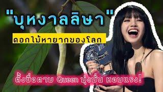 บุหงาลลิษา ดอกไม้หายากของโลกตั้งชื่อยกย่อง Queen Of kpop  ชาวไทยหนึ่งเดียว