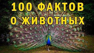 100 ФАКТОВ О ЖИВОТНЫХ. Интересные факты о которых вы не знали