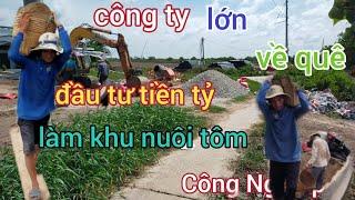 công ty lớn về quê đầu tư tiền tỷ làm khu nuôi tôm Công Nghiệp cuộc sống người miền tây