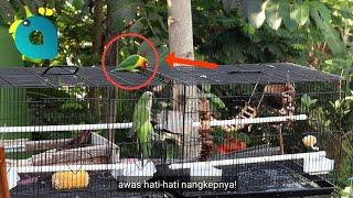 Menangkap Burung Lovebird NyasarLepas