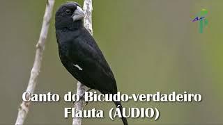 Canto do Bicudo-verdadeiro Flauta ÁUDIO