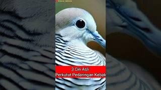 3 Ciri Asli Perkutut Pedaringan Kebak #perkututkaturanggan #mitosperkutut #perkututmistis