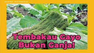 Review Tembakau Gayo Super