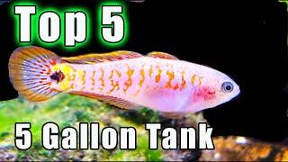 YES You Can Keep ONE of These AMAZING Fish in a 5 Gallon 5 Options