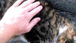 Agent0042 Pets Neighborhood Kitty Cat Precious Paws