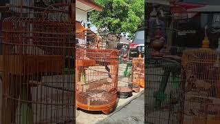 Perawatan Murai Batu Yang selalu Konsisten prestasi MB #burung #kicaumania #muraibatu #muraigaco