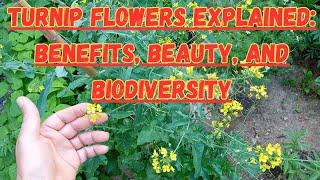 Turnip Flowers Explained Benefits Beauty and Biodiversity #turnip #flowers #biodiversity #garden