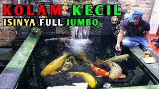 KOLAM KOI KECIL ISINYA KOI JUMBO SEMUA HARGA PULUHAN JUTA#IKANKOIJUMBO#HOBYKOI#KOLAMIKANKOI#KOI#