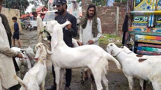 Bohat Rush Hai Mandi Main  Phari Wale Janwar  Qurbani 2023