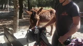 Mallorcan Donkey Enjoy Lunch Time - March 19