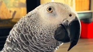 Family adopts a parrot. Now he wont stop talking.