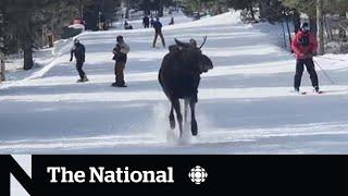 #TheMoment a moose chased skiers down a mountain in Wyoming