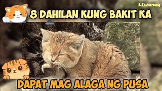 Alamin ang 8 Dahilan kung Bakit ka Dapat Mag alaga ng Pusa