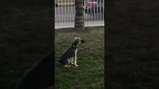  What was he doing?  #dog #funny #cute #notmyvideo