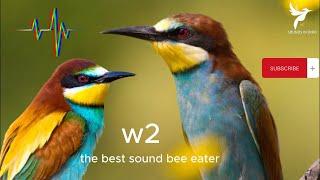 صوت ورور مجرب للصيد صوت ممتاز  صوت الوروار  الجزء الثاني - SOUND bee eater