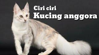 Ciri kucing anggora