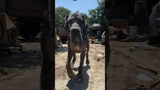 Rescuing A Great Dane & Mastiff l The Dodo #animals #pets #dog