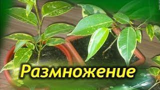 Размножаем ФИКУС  БЕНДЖАМИНА. Способы размножения фикуса.