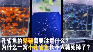 孔雀鱼的繁殖需要注意什么？为什么一窝小孔雀鱼长不大就死掉了？