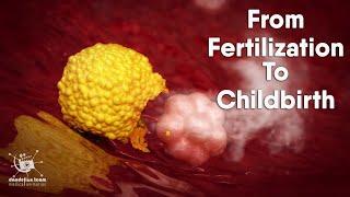 from fertilization to childbirth  3d medical animation  by Dandelion Team