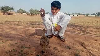 Feel the pure love  #birdslover #tetar #partridge #tiktok