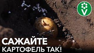 ЧТОБЫ КАРТОШКА УРОДИЛА САЖАЙТЕ ЕЕ ТАК Как и когда посадить картофель?