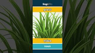  grass - tráva  vocabulary builder  learn English  naučme sa anglicky