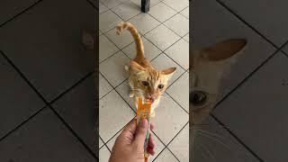 Feeding Cat Vitamin 