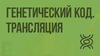 Генетический код. Трансляция. Видеоурок по биологии 10 класс