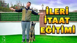 İleri itaat eğitimi‍