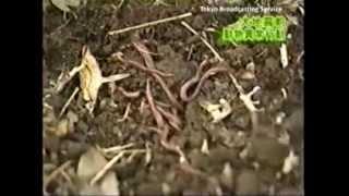 Worms sense coming earthquakes