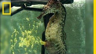 Watch a Seahorse Give Birth to 2000 Babies  National Geographic