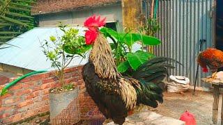 rooster crowing